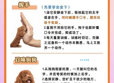怎么训狗才听话？这几个小技巧你一定要知道！