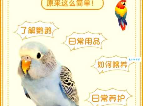 紫冠亚马逊鹦鹉怎么养？新手必备饲养指南！