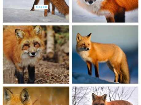 挪威狐狸生活在哪里？探秘它们的神秘家园！