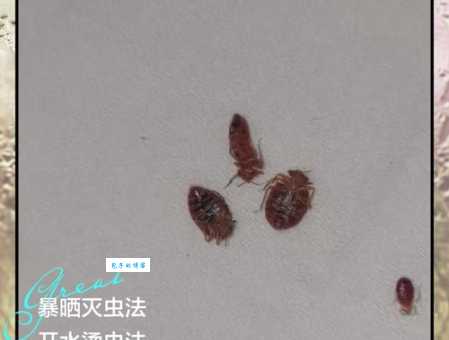 敌百虫成分残留怎么清？教你安全处理小妙招！