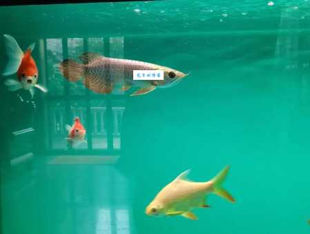 高背金龙鱼价格受什么影响?教你买到好鱼!