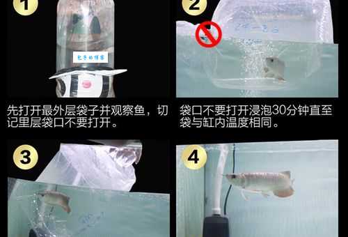 高背金龙鱼价格受什么影响?教你买到好鱼!