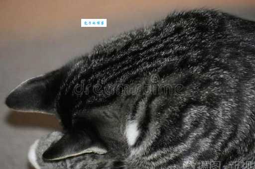 曼克斯猫的性格好吗？这几个特点让你更爱它！