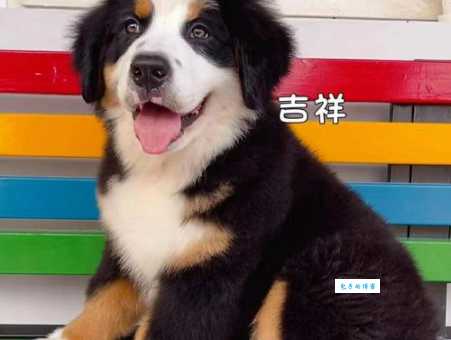 2025最新圣伯纳犬价格表，幼犬多少钱一只？