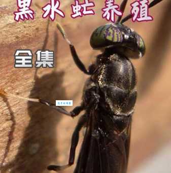 想开始养殖苍蝇?选对品种成功一半!