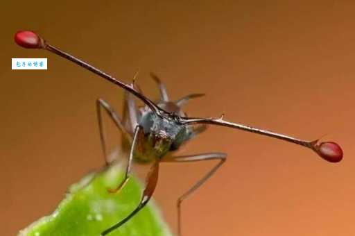 想开始养殖苍蝇？选对品种成功一半！