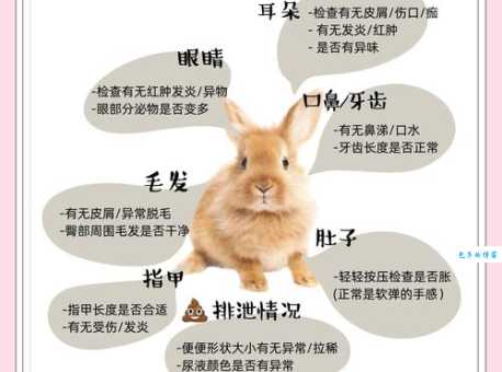 獭兔养殖技术常见病害？有效防治方法让你省心！