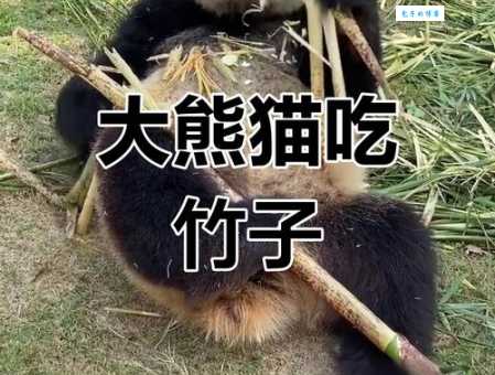 深度解析大熊猫喜欢吃什么？不仅竹子还有别的！