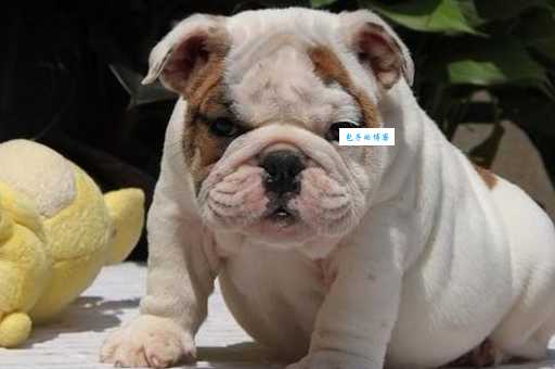 英国斗牛犬价格贵吗？教你如何挑选高性价比狗狗！