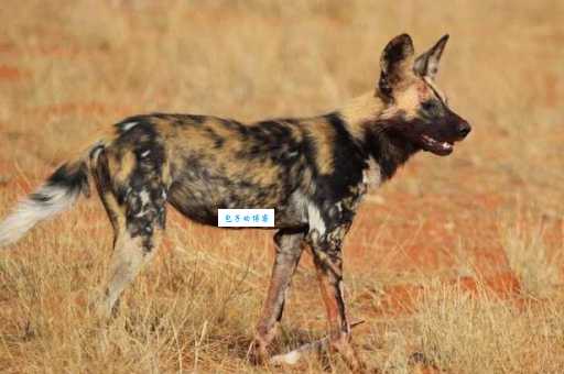 罗德西亚脊背犬的特点？看完这些再决定！