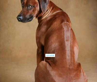 罗德西亚脊背犬的特点？看完这些再决定！