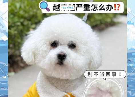 苏牧犬掉毛多吗 (几个小妙招轻松解决)