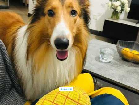 苏牧犬掉毛多吗 (几个小妙招轻松解决)