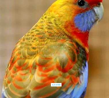 深红玫瑰鹦鹉有哪些特点？辨别技巧一看就懂！