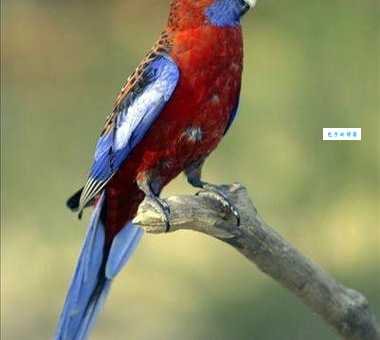 深红玫瑰鹦鹉有哪些特点？辨别技巧一看就懂！