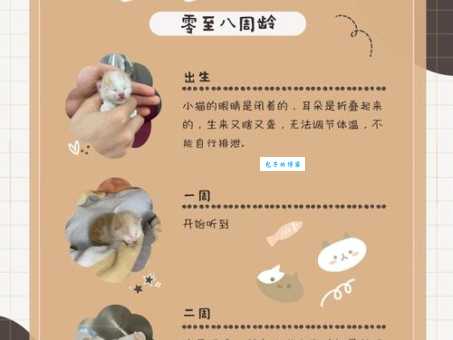 卡尔特猫怎么喂养？科学喂养让它健康成长！