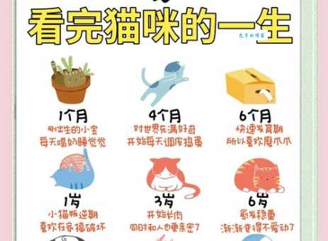 卡尔特猫怎么喂养？科学喂养让它健康成长！