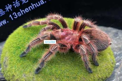 火玫瑰蜘蛛咬人吗？养宠物蛛要注意啥？