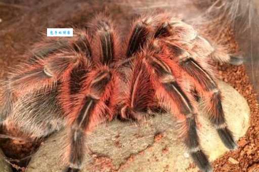 火玫瑰蜘蛛咬人吗？养宠物蛛要注意啥？
