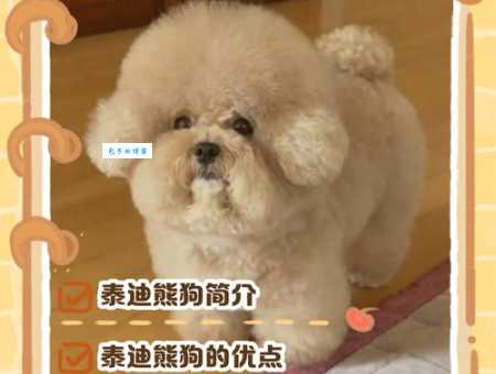 泰迪熊贵宾犬有哪些特点？这篇文章帮你全面了解！