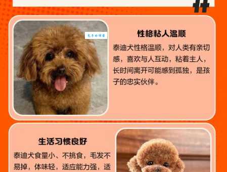 泰迪熊贵宾犬有哪些特点？这篇文章帮你全面了解！