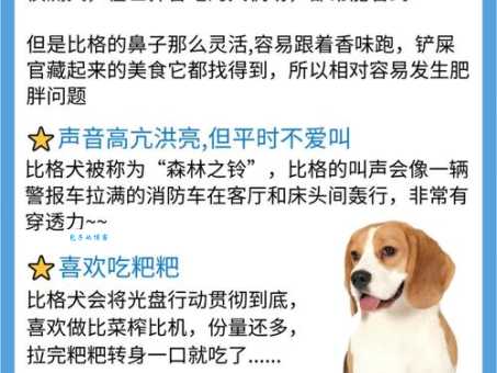 养比高犬要注意什么？这几点你必须知道！