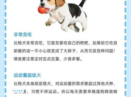 养比高犬要注意什么？这几点你必须知道！