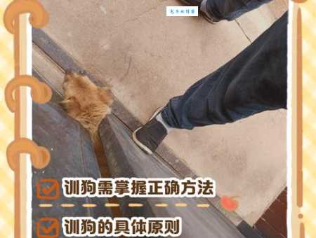 芬兰猎犬怎么训练?几个小技巧轻松搞定!