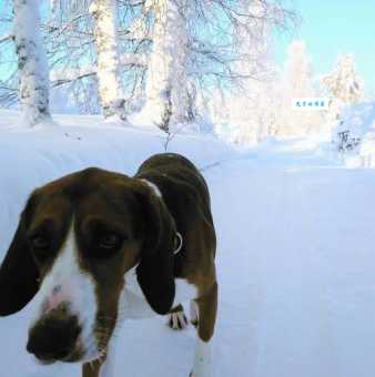 芬兰猎犬怎么训练?几个小技巧轻松搞定!