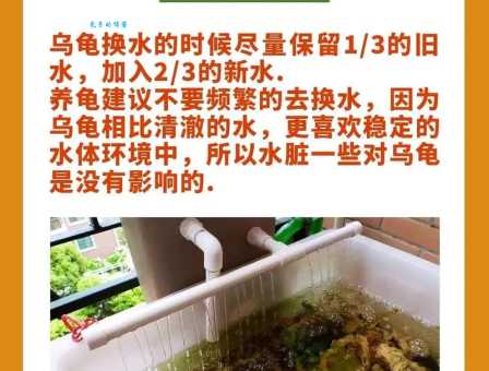 豹龟拉稀会死吗？专家教你如何正确应对挽救！