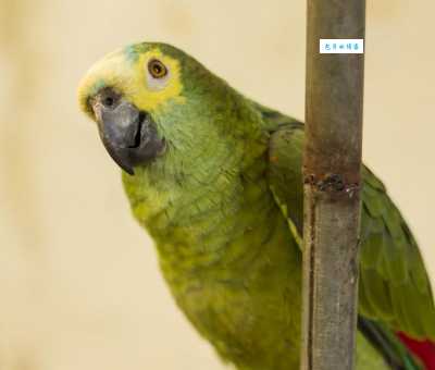 蓝顶亚马逊鹦鹉会说话吗？训练技巧让你轻松教会！