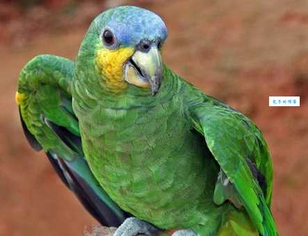 蓝顶亚马逊鹦鹉会说话吗?训练技巧让你轻松教会!