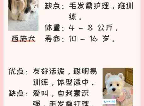 小沙皮狗多少钱一只？新手养狗预算大揭秘！