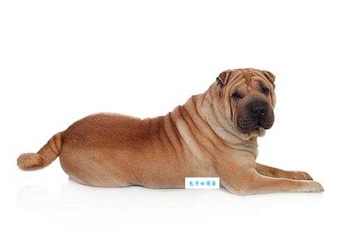 小沙皮狗多少钱一只？新手养狗预算大揭秘！