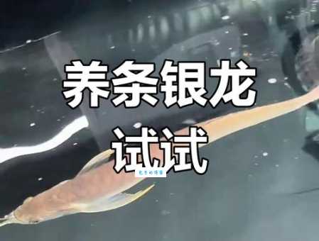 养银龙鱼水温多少度最好？专家分享经验！