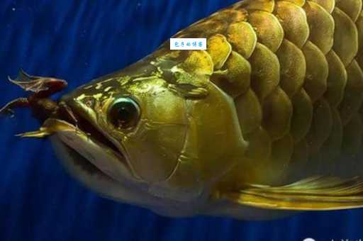 养银龙鱼水温多少度最好？专家分享经验！