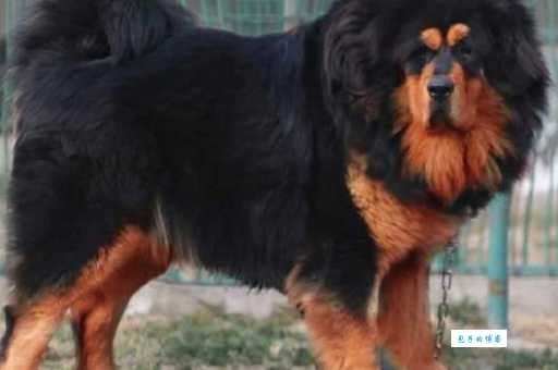 湖南藏獒哪里有卖？帮你找到纯种好狗！