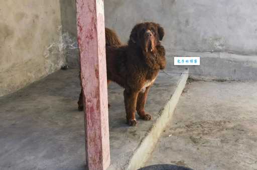 湖南藏獒哪里有卖?帮你找到纯种好狗!