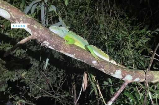 长尾鬣蜥价格贵吗？市场行情早知道！