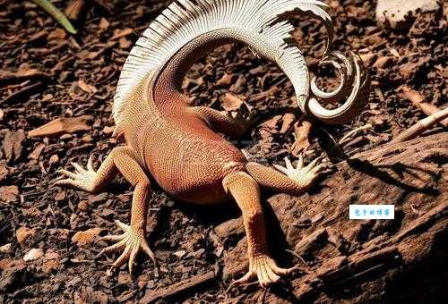 长尾鬣蜥价格贵吗？市场行情早知道！