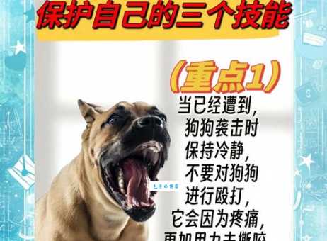 藏獒考点发狂咬人事件频发，如何预防悲剧再发生？