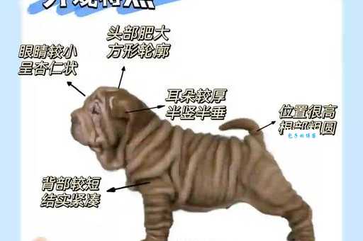 沙皮狗好养吗？过来人分享真实养狗体验！