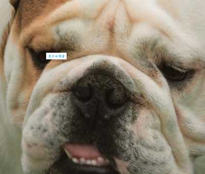 沙皮狗好养吗？过来人分享真实养狗体验！