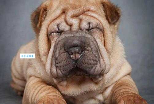 沙皮狗价格多少钱？影响因素和购买建议！