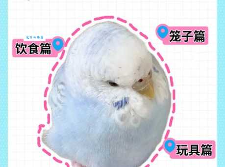 虎皮鹦鹉怕冷吗?冬季保暖这样做更健康!