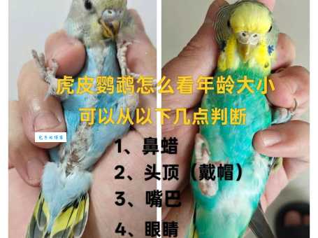 虎皮鹦鹉怕冷吗？冬季保暖这样做更健康！