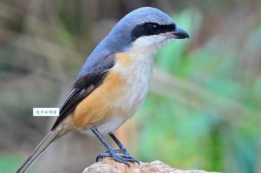 灰背伯劳有什么习性？揭秘这种小鸟的秘密生活！