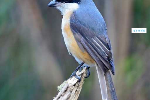 灰背伯劳有什么习性？揭秘这种小鸟的秘密生活！