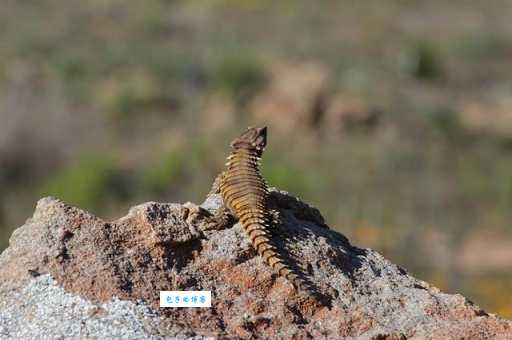 犰狳环尾蜥图片大全，一起欣赏它的独特美！