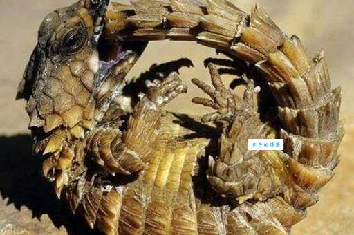 犰狳环尾蜥图片大全，一起欣赏它的独特美！